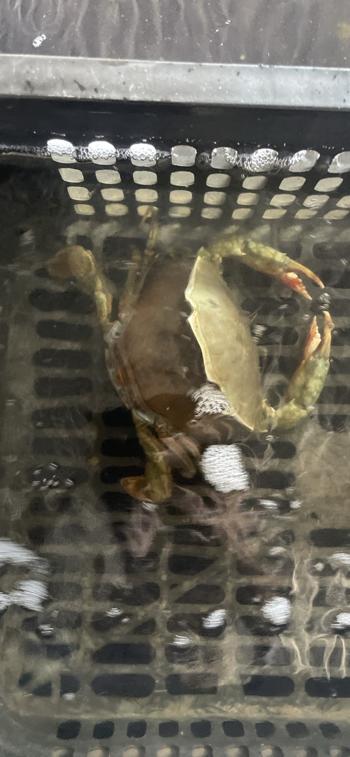 soft shell crab process