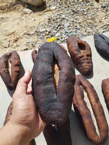 GAMI Corporation – Premium Dried Sea Cucumber Supp