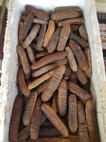 GAMI Corporation – Premium Dried Sea Cucumber Supp