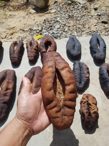 GAMI Corporation – Premium Dried Sea Cucumber Supp
