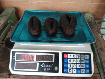 GAMI Corporation – Premium Dried Sea Cucumber Supp