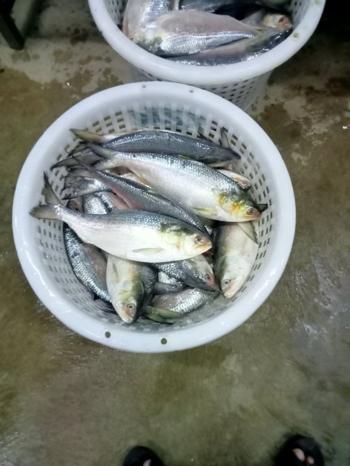 We export Hilsha fish, Pomfret